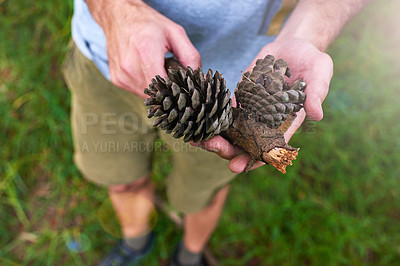 Buy stock photo Shot of a man holding pine cones