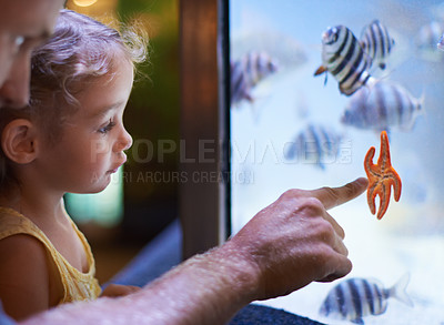 Buy stock photo Father, aquarium and girl pointing at starfish for learning, curiosity or knowledge, bonding and nature. Dad, fishtank and kid watching marine animals swim underwater in oceanarium for education.