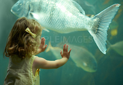 Buy stock photo Girl, aquarium and kid looking at fish for learning, curiosity and knowledge, development and nature. Education, fishtank and child watching marine life or animals swim underwater in oceanarium.