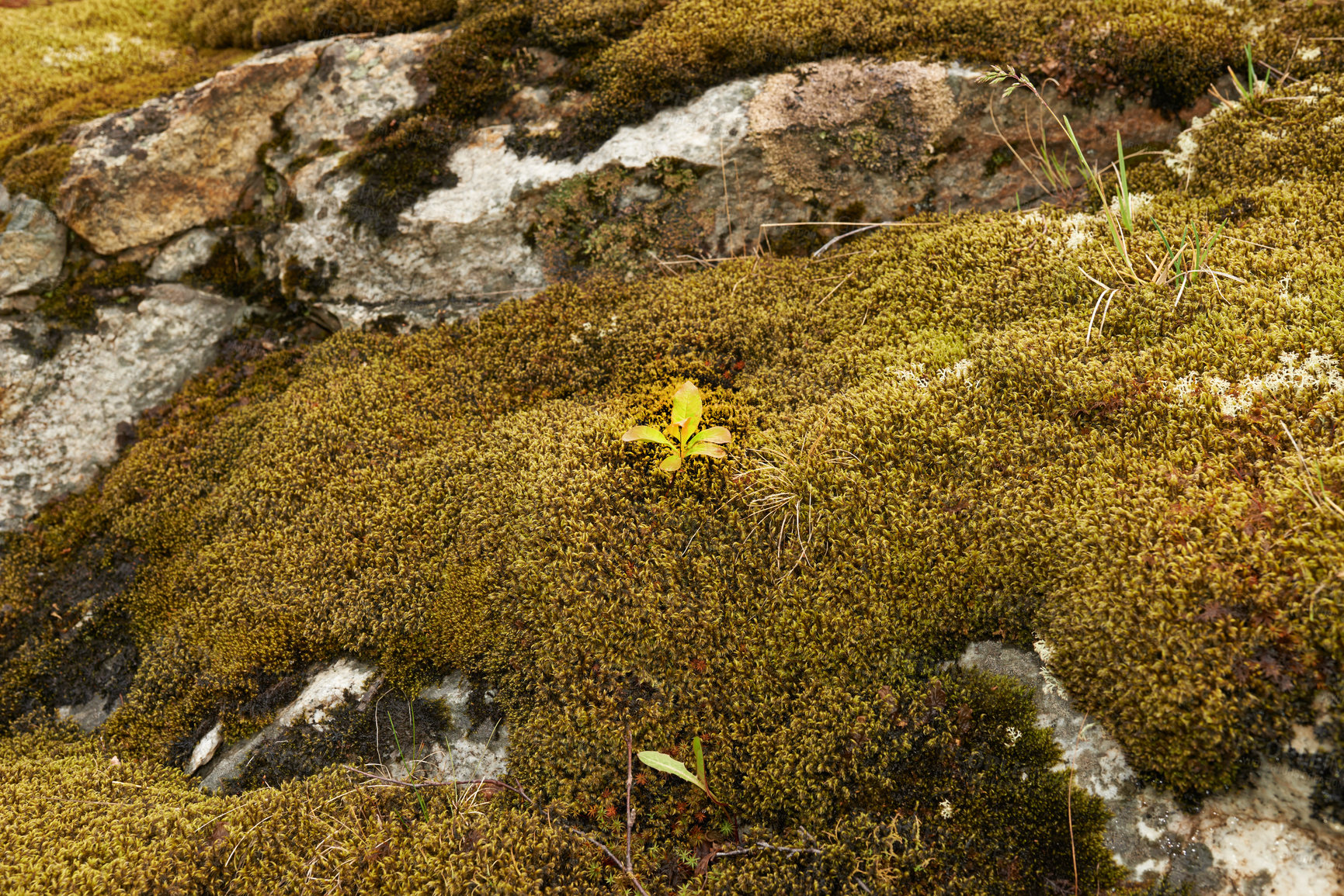 Buy stock photo Moss, mountains and close up in nature or environment for summer, sustainability and plants. Ecology, growth and forest in countryside for outdoor, adventure and study of organic matter in ecosystem