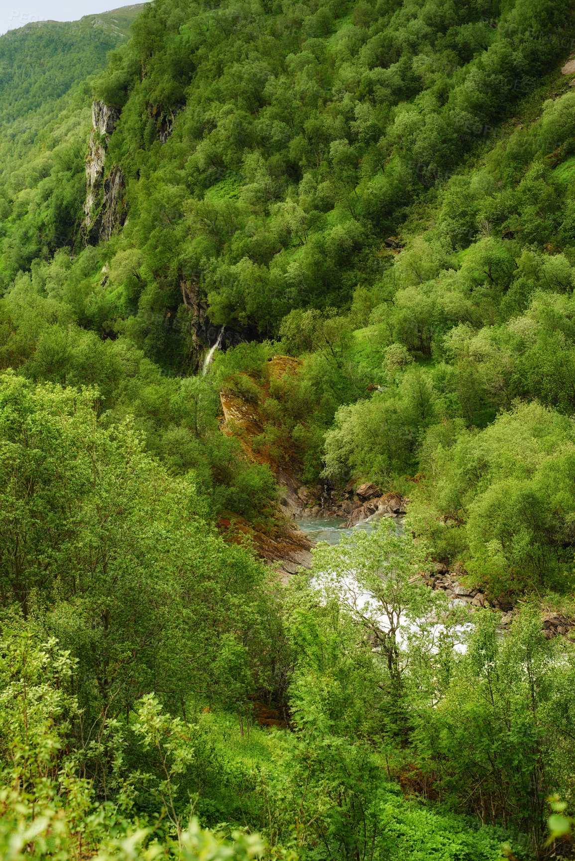 Buy stock photo Landscape, forest and mountain for nature in summer Norway, trees growth and sustainable environment for travel. Green, jungle and ecology with woods, peace and eco friendly of outdoor adventure 