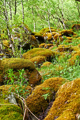 Buy stock photo Morning, woods and mountain moss with forest in winter for travel, climbing and hiking. Landscape, nature and view of green environment, clouds and Norway countryside for calm adventure on rocks