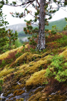 Buy stock photo Nature, pine tree or mountain slope in Norway for landscape, moss or national park in valley. Green, autumn or beauty on Earth with reduced carbon footprint, forest or growth after rainfall in Europe