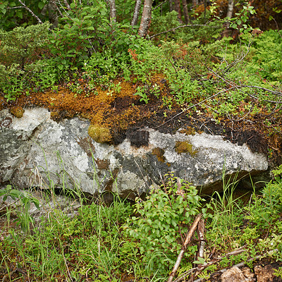 Buy stock photo Moss, nature and plants outdoor in woods with grass, environment and rock for wallpaper. Forest, countryside and green leaves on stone for natural growth, ecology and biodiversity with land in Norway