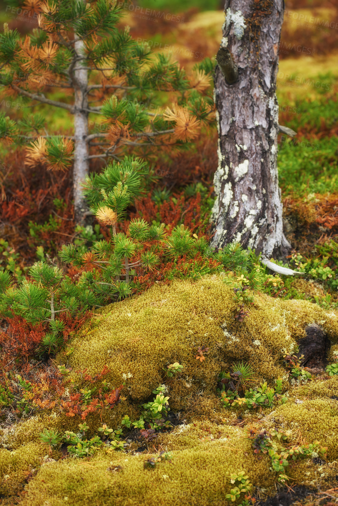 Buy stock photo Pine tree, moss and nature in Norway on mountain, sustainable plants and growth in valley. Lush, autumn and park and Earth with reduced carbon footprint, forest and natural reserve in Europe