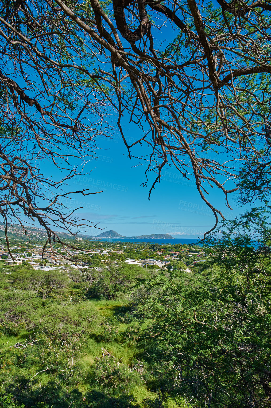 Buy stock photo Forest, nature and landscape with tree of branch in environment, ecology and trees or blue sky for clean energy. Wilderness, mountain and eco friendly, jungle and tropical adventure in summer scenery