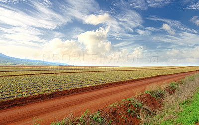 Buy stock photo A road on pineapple farm on a cloudy summer day. Dirt path near green plantation outdoors on open land or agricultural land. Countryside where fruit crops are planted and harvested. 