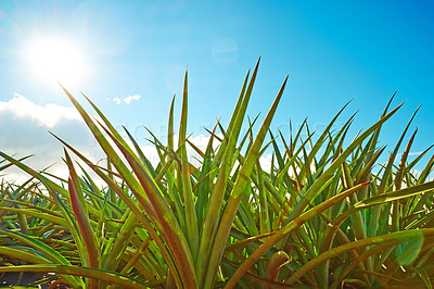 Buy stock photo Closeup view of ananas lucidus plant leaves growing in empty field in Oahu, Hawaii in United States of America. Fresh red spineless pineapple bushes in a plantation in the USA. Farming and harvesting