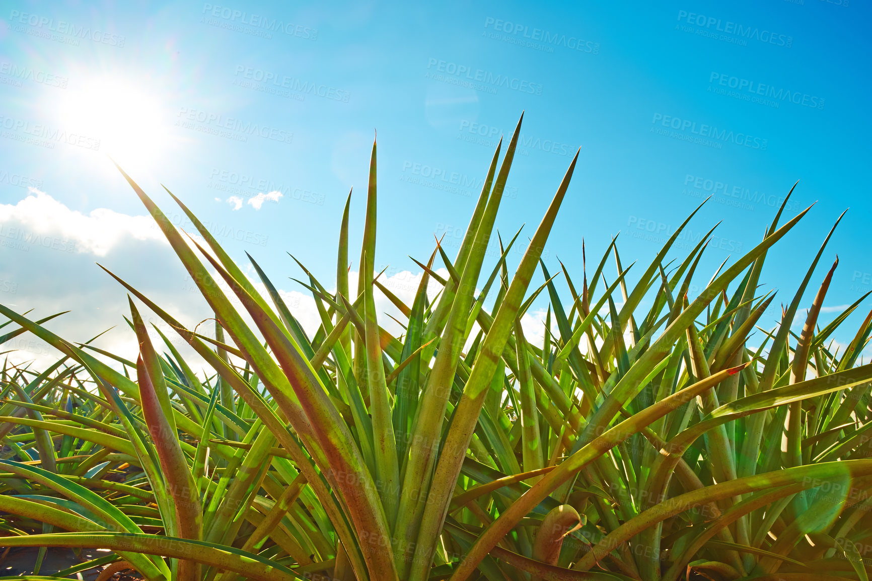 Buy stock photo Closeup view of ananas lucidus plant leaves growing in empty field in Oahu, Hawaii in United States of America. Fresh red spineless pineapple bushes in a plantation in the USA. Farming and harvesting