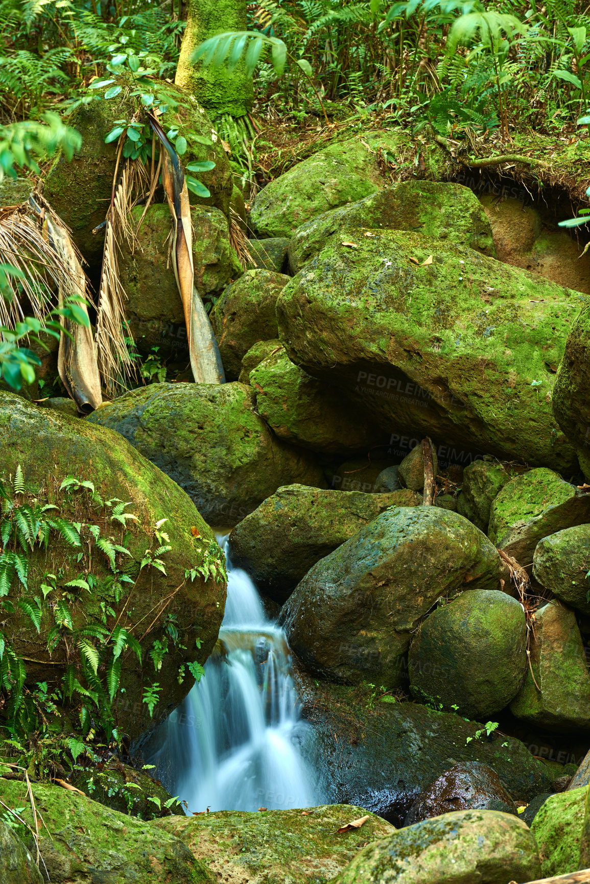 Buy stock photo Small waterfall in the Rainforests of Hawaii, Oahu, Hawaii