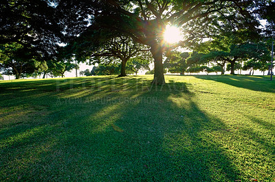 Buy stock photo Nature, landscape and trees outdoor in environment, ecology and meadow with blue sky for clean energy. Countryside, field and eco friendly, agriculture and tropical reflection in summer scenery

