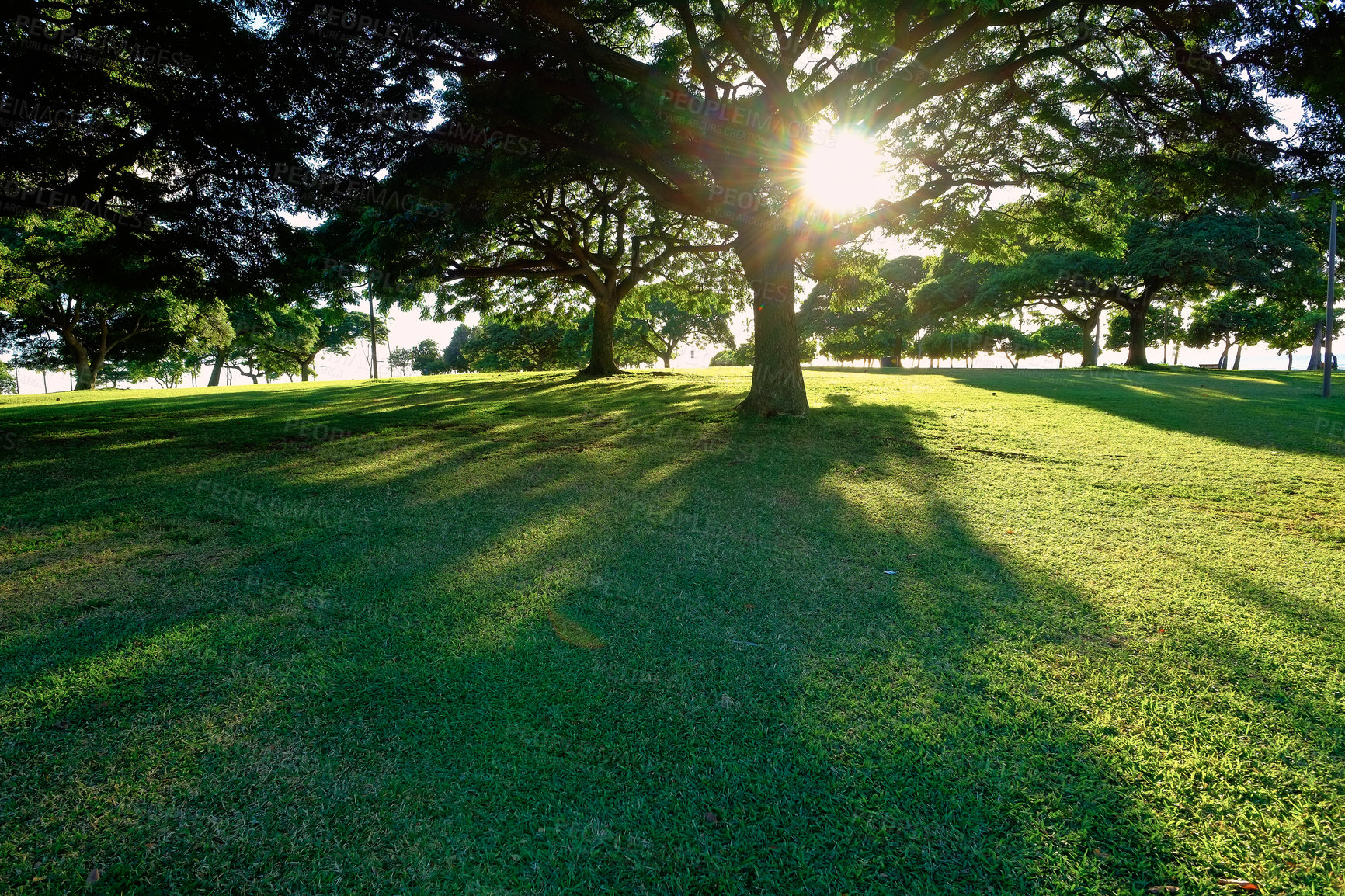 Buy stock photo Nature, landscape and trees outdoor in environment, ecology and meadow with blue sky for clean energy. Countryside, field and eco friendly, agriculture and tropical reflection in summer scenery

