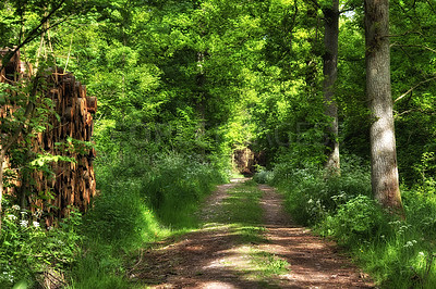 Buy stock photo Road, nature and pathway to travel, woods and peace in environment, location and adventure in forest. Outdoor, highway and direction of destination for journey, morning and trees on trip or landscape