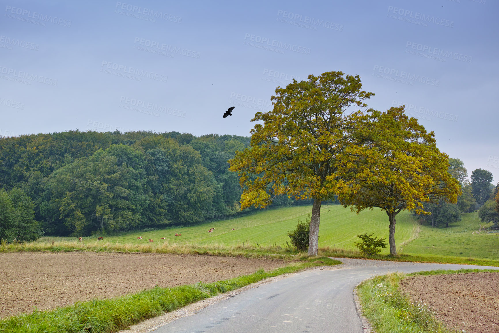 Buy stock photo Road, outdoor and travel in countryside, field and Scotland with highway, nature and view for tourism. Holiday, trip and route in landscape or farm as wallpaper, background or texture for adventure