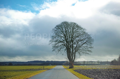 Buy stock photo Travel, tree and sky with road in countryside for sunset, environment or destination. Empty, nature and field with outdoor for sustainability, vacation journey or adventure landscape in Switzerland