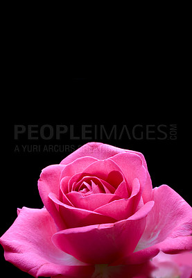 Buy stock photo Flower, natural and rose with blossom in studio for botanical, nature and plant sustainability. Mockup, pink and petal with romance for appreciation, floral and growth in love on black background