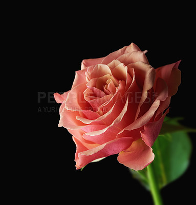 Buy stock photo Anniversary, flower and valentines day with pink rose on black background in studio for aroma or romance. Gift, love and nature in dark on mockup space for gardening, perfume or sustainability