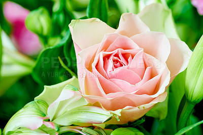 Buy stock photo A beautiful red rose bud against black background