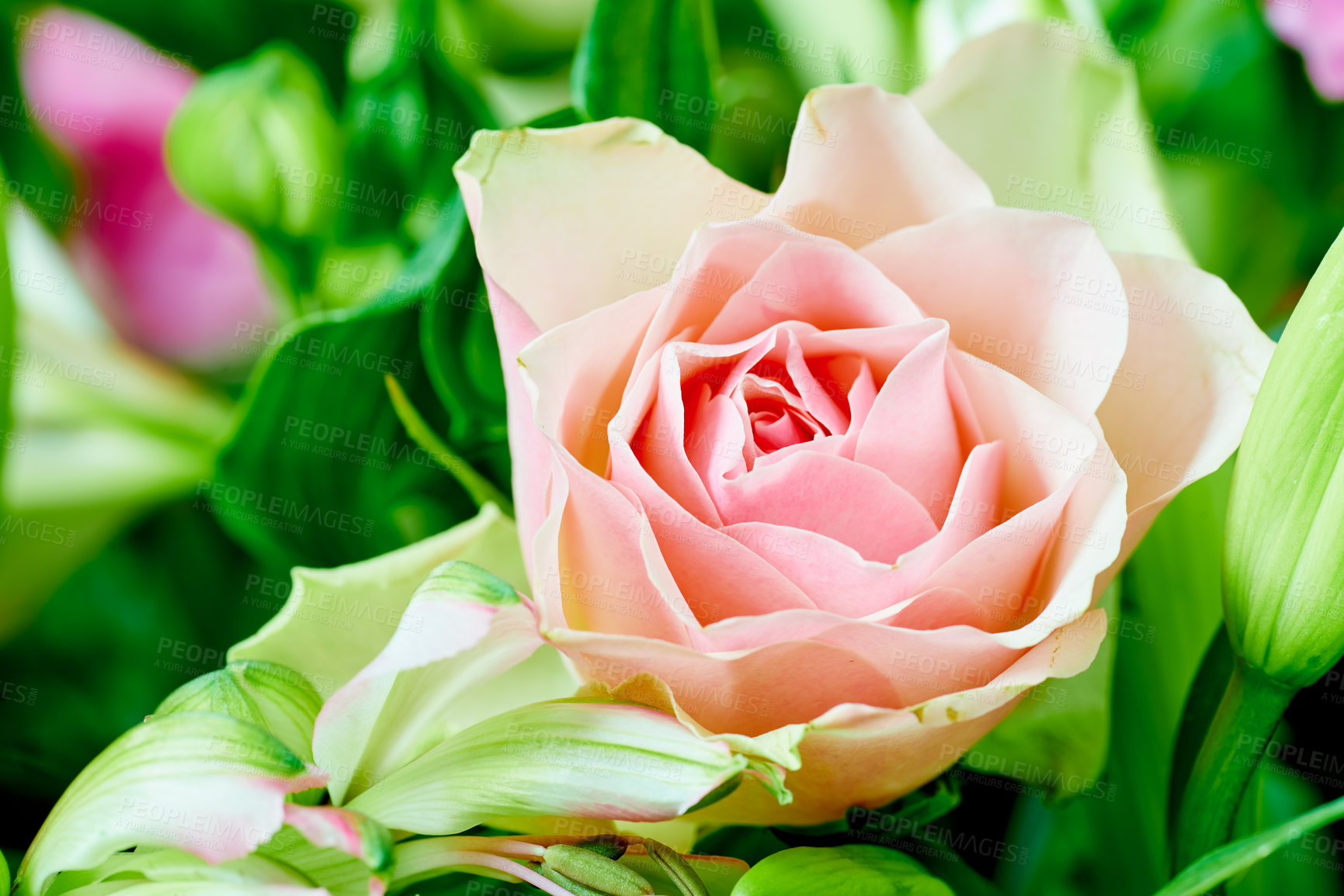 Buy stock photo A beautiful red rose bud against black background