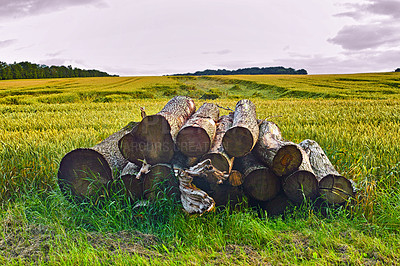 Buy stock photo Wood, log and countryside with nature for landscape for deforestation, environment impact and firewood storage. Timber, natural and earth day for sustainable, building material and global warming