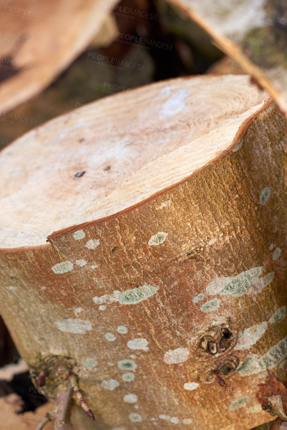 Buy stock photo Abstract, tree or wood in closeup for background with environment, nature or climate change or deforestation. Natural, zoom or log for earth day or eco friendly for sustainability, ecology in Canada