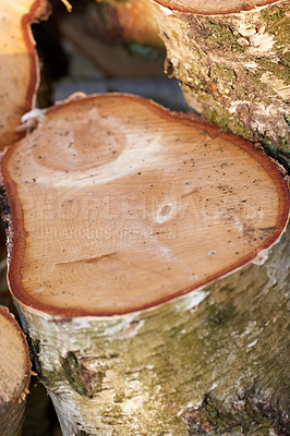 Buy stock photo Wood, stack and timber in forest environment for fuel, heat and natural material for construction. Pile, tree trunk and carpentry supplier with pattern, lumber and rings with sustainability in nature