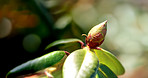 Rhododendron in my garden