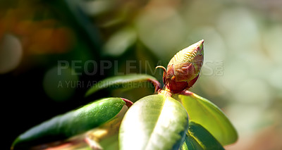 Buy stock photo Closeup of a flower bud in a park in spring outside. Rhododendron flower blossom about to open growing in a bush against a blurred green background in a botanical garden. New seasonal growth