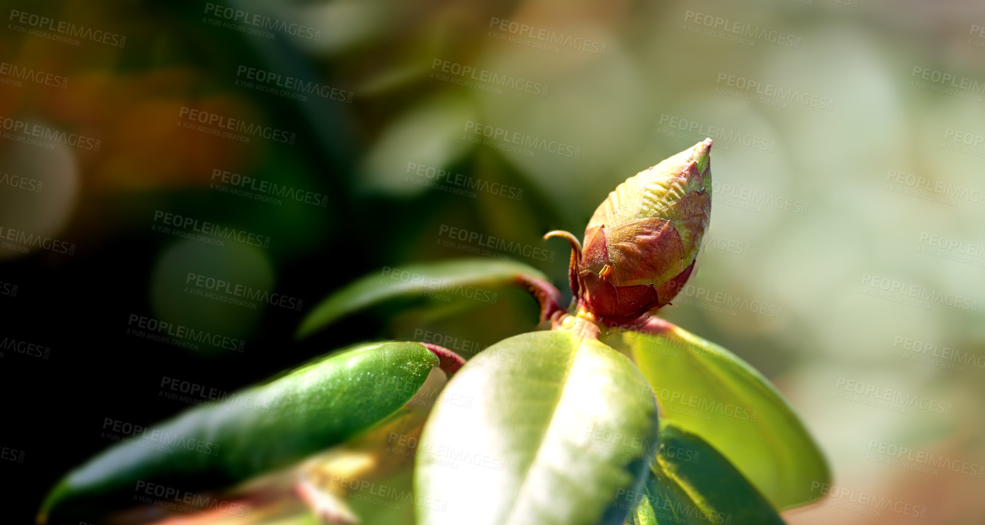 Buy stock photo Closeup of a flower bud in a park in spring outside. Rhododendron flower blossom about to open growing in a bush against a blurred green background in a botanical garden. New seasonal growth