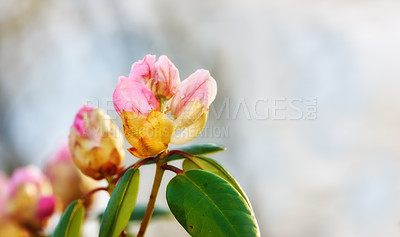 Buy stock photo Closeup of pink flower blossoms in a park in spring outside. Rhododendron blooms about to open growing in a bush against a blurred grey background in a botanical garden. New seasonal growth