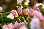 Rhododendron in my garden