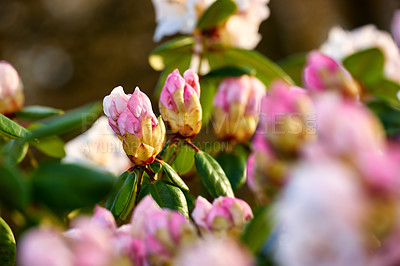 Buy stock photo Closeup of blooming Rhododendron flowers in the garden at home. Zoomed in on blossoming group of woody plants growing in the backyard in summer. Beautiful pink and white elegant flower on green trees