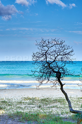 Buy stock photo Tropical, beach or blue sky, tree or ocean in nature and environment with sand and travel destination. Horizon view, calm and seascape in natural background, location or island for holiday in Hawaii