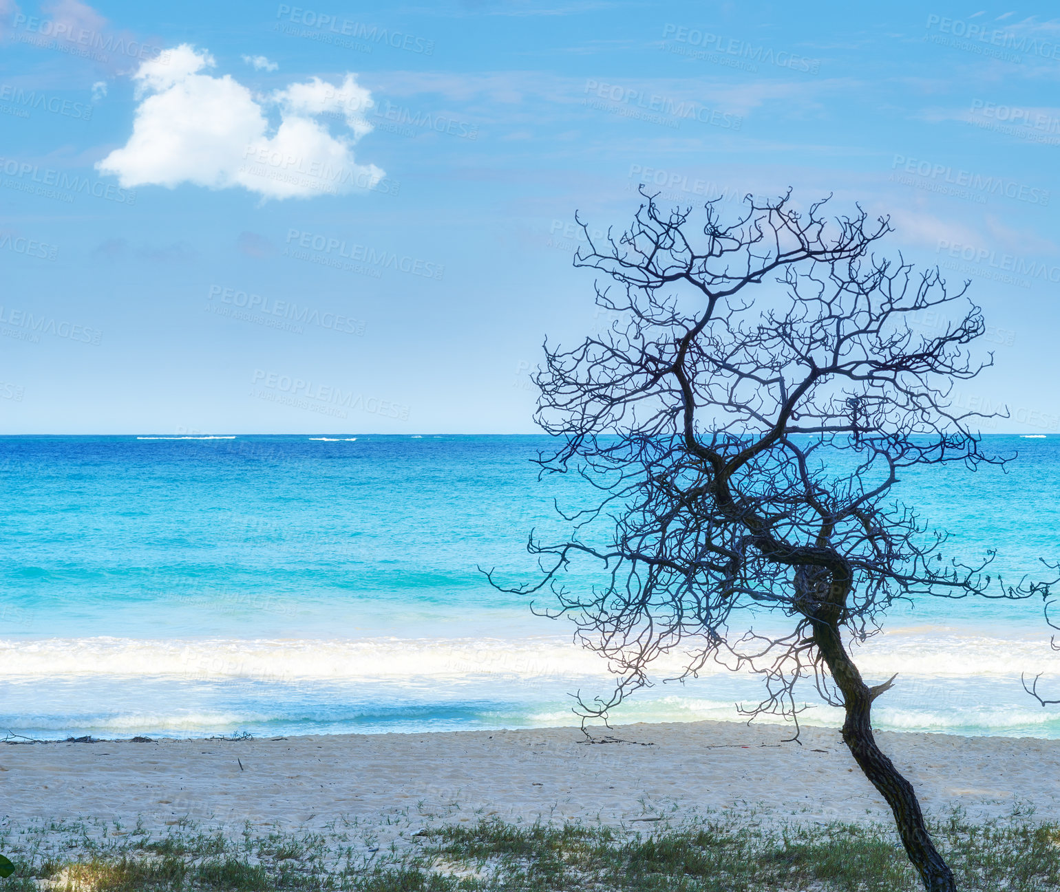 Buy stock photo Horizon, beach or blue sky with tree or park in nature and environment with sand or travel destination. Calm view, tropical or seascape in natural background, location or island for holiday in Hawaii