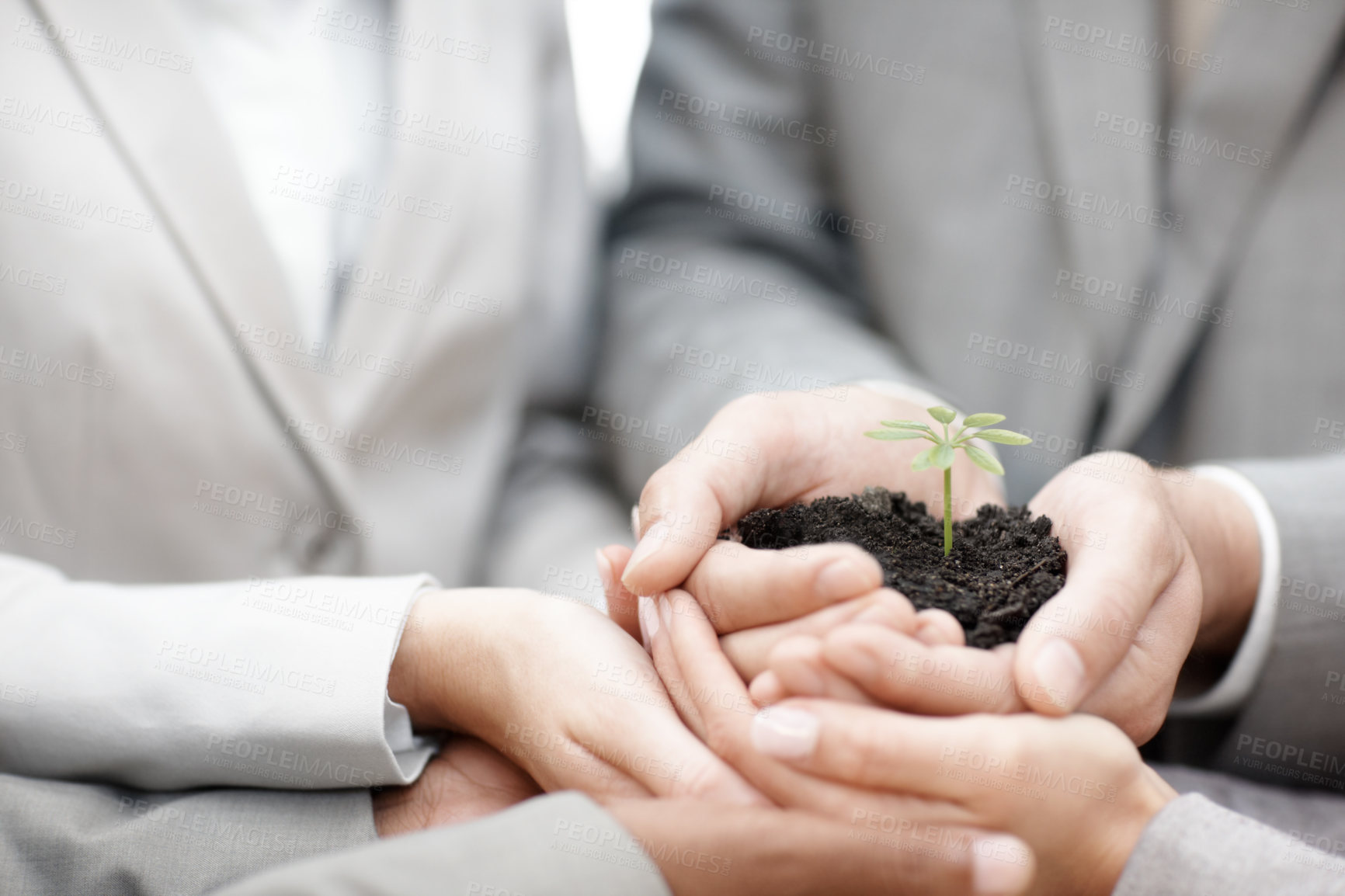 Buy stock photo Business, employees and hands with plant at office for eco friendly, carbon footprint and green environment ideas. Closeup, people and together on synergy with crop for earth day, growth and future