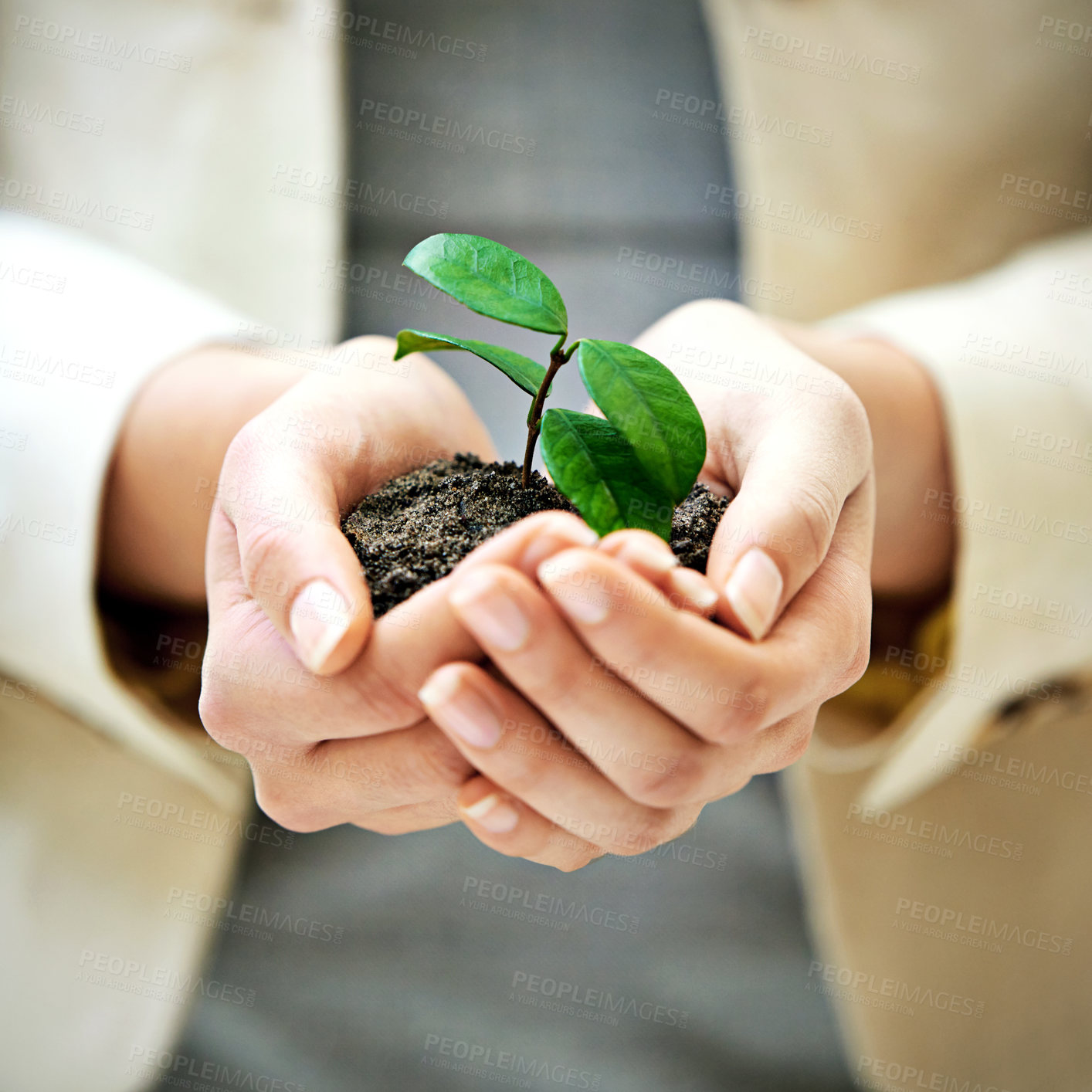 Buy stock photo Cropped shot of a businesswoman holding a budding plant