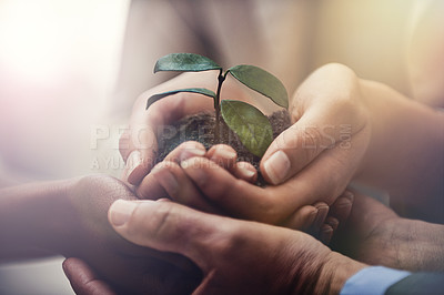 Buy stock photo Cropped image of businesspeople holding a growing seedling in their cupped hands