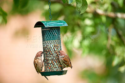 Buy stock photo Tree sparrow, feeder and birds eating nuts in garden outdoor for healthy diet in summer. Food, cage and hungry songbird animal in nature, wildlife conservation or nutrition of eurasian fowl in Sweden