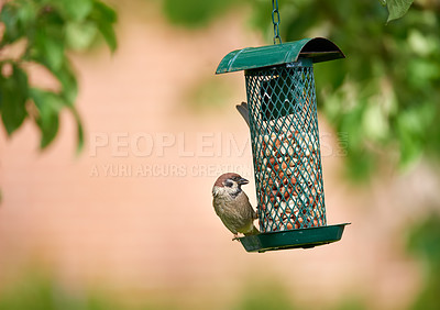 Buy stock photo Sparrow, feeder and bird eating nuts in garden outdoor for healthy diet in summer. Food, cage and hungry songbird animal in nature, wildlife conservation or nutrition of eurasian tree fowl in Denmark