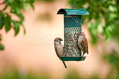 Buy stock photo Tree sparrow, birds and eating nuts in garden outdoor for healthy diet in summer. Food, cage feeder and hungry couple of songbirds in nature or wildlife conservation for nutrition of eurasian animal