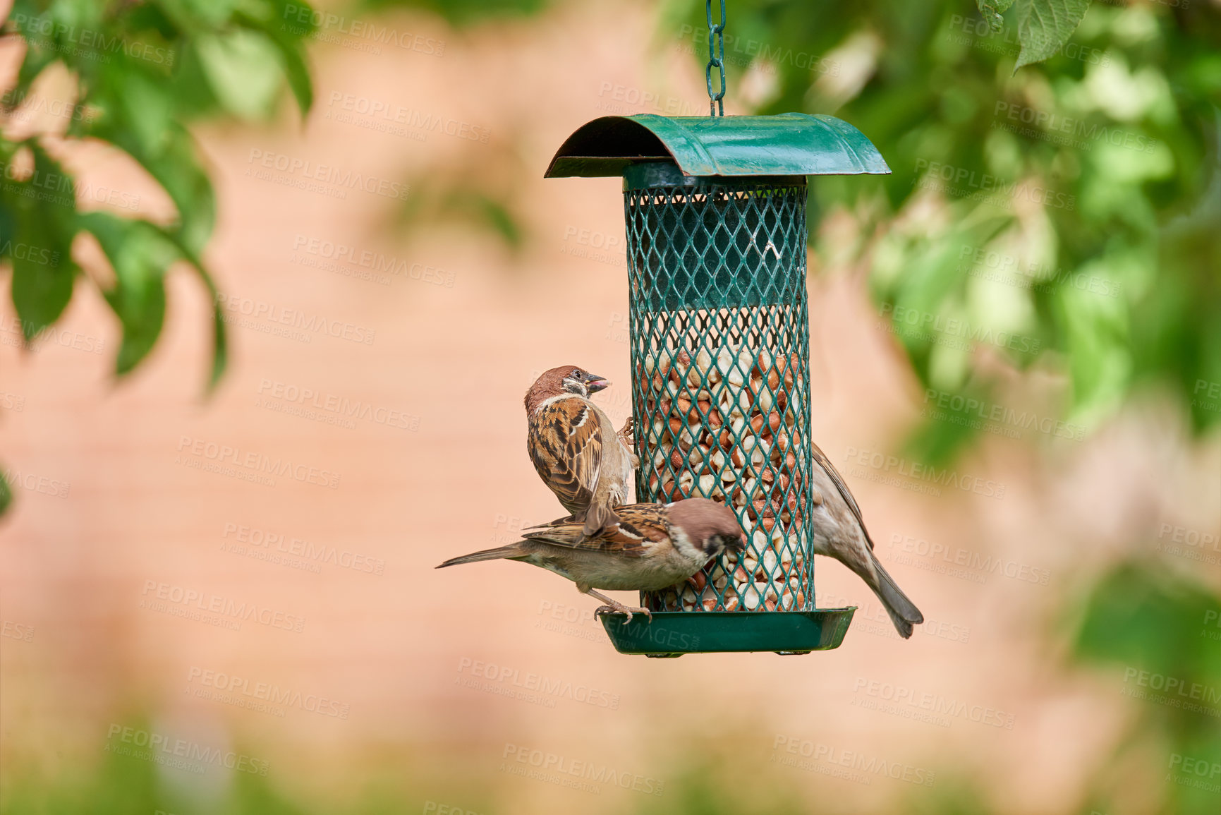 Buy stock photo Tree sparrow, feeder and flock eating nuts in garden outdoor for healthy diet in summer. Food, cage and hungry songbirds in nature or wildlife conservation for nutrition of eurasian birds or animal