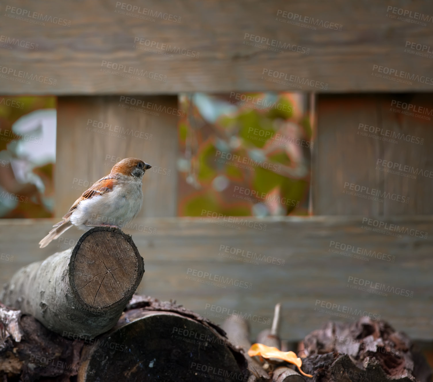 Buy stock photo Bird, house sparrow and wood in garden for break, foraging and search for nest foliage on ground. Small male animal, nature or rest on log from flight, habitat creation or looking for mate in Denmark