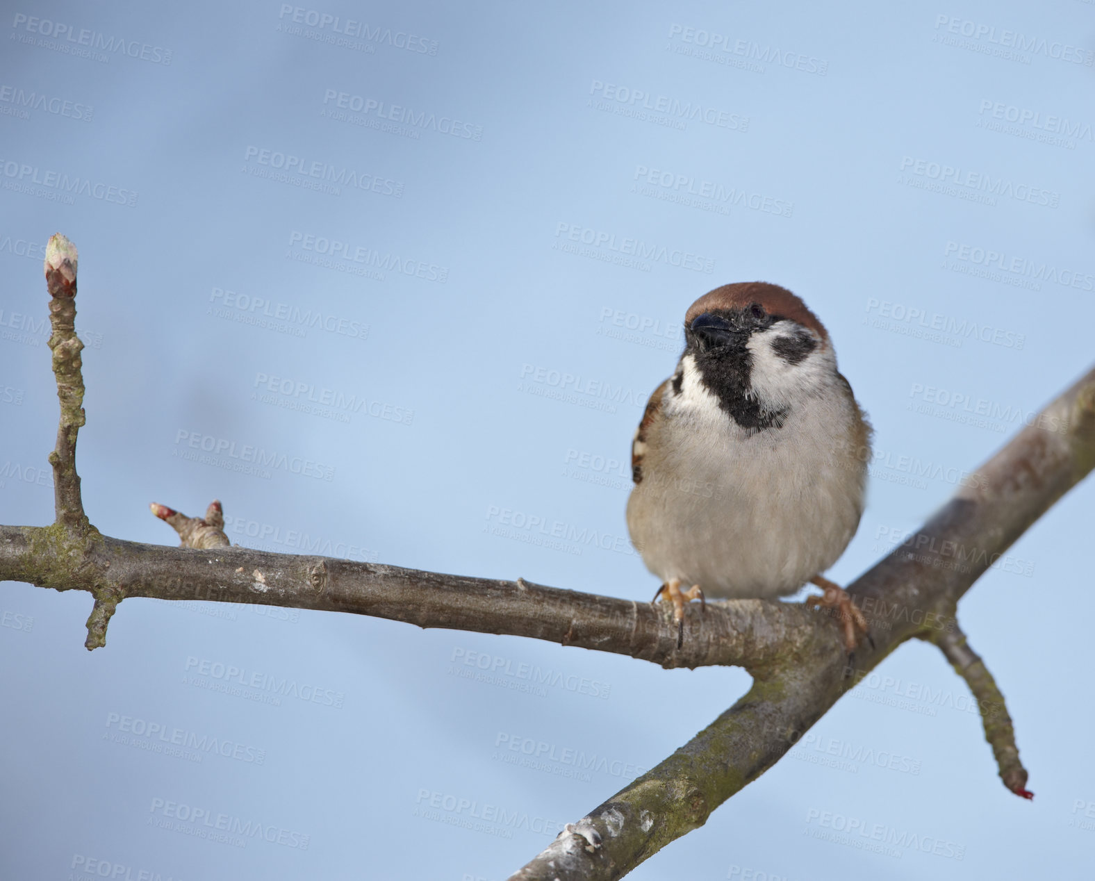 Buy stock photo A photo of a garden sparrow (Denmark)