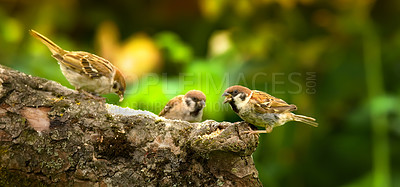 Buy stock photo A photo of sparrow