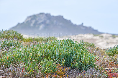 Buy stock photo View of fynbos with the mountain in the background in Cape Town, South Africa. Closeup of scenic landscape environment with fine bush indigenous succulent plants growing in a nature reserve