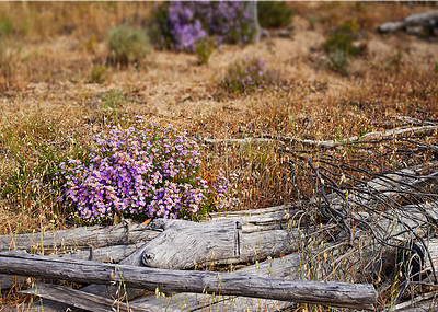 Buy stock photo Fynbos in Table Mountain National Park, Cape of Good Hope, South Africa. Closeup of native Cape Everlasting flowers swaying in wind in a Nature Reserve with trees in the background