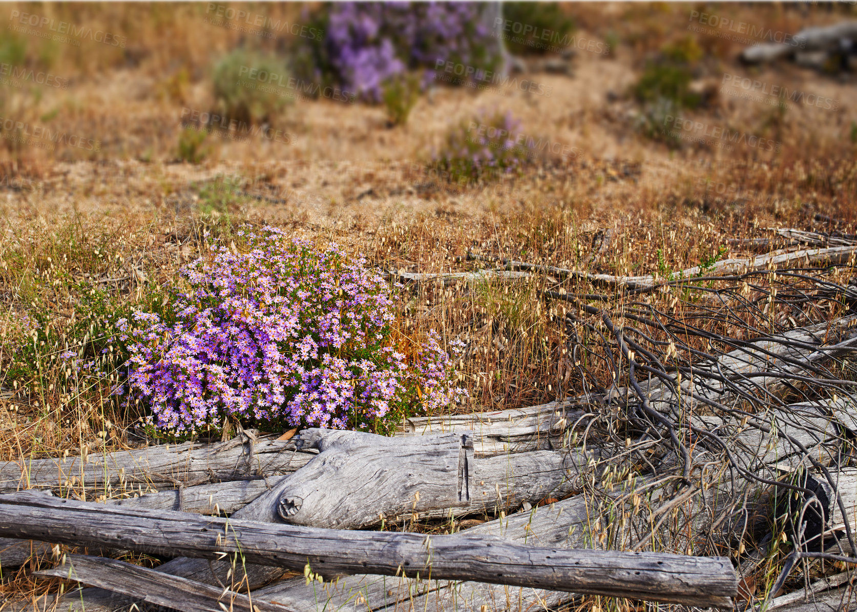 Buy stock photo Fynbos in Table Mountain National Park, Cape of Good Hope, South Africa. Closeup of native Cape Everlasting flowers swaying in wind in a Nature Reserve with trees in the background