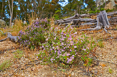 Buy stock photo Fynbos in Table Mountain National Park, Cape of Good Hope, South Africa. Closeup of scenic landscape environment with fine bush indigenous plant and flower species growing in a nature reserve