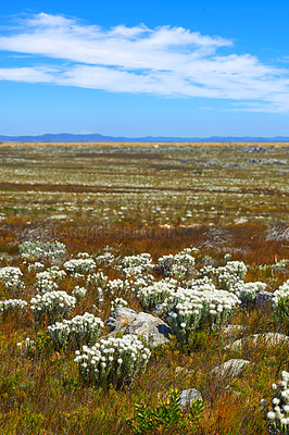 Buy stock photo Fynbos in Table Mountain National Park, Cape of Good Hope, South Africa. Closeup of scenic landscape with fine bush indigenous plant and flower species growing in a nature reserve with blue sky