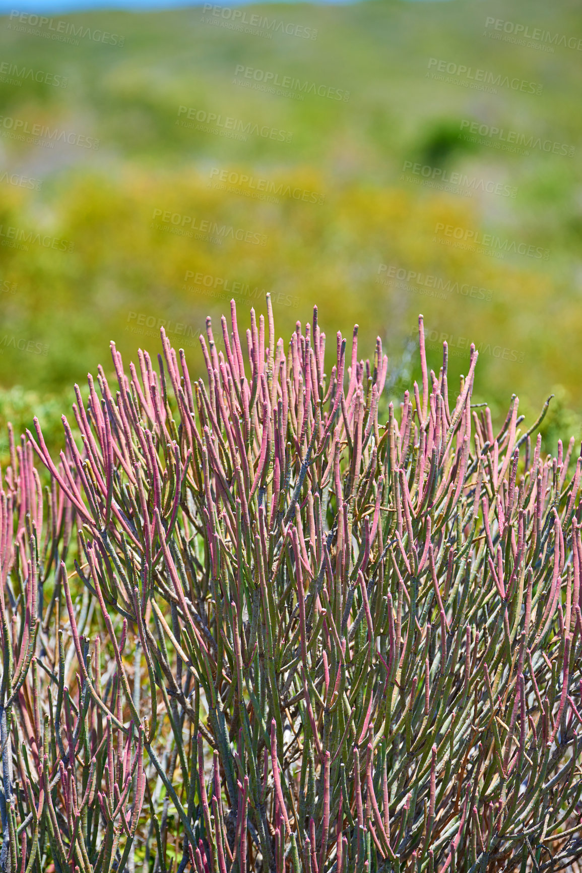 Buy stock photo Fynbos in Table Mountain National Park, Cape of Good Hope, South Africa. Closeup of scenic landscape environment with fine bush indigenous plant and flower species growing in a nature reserve